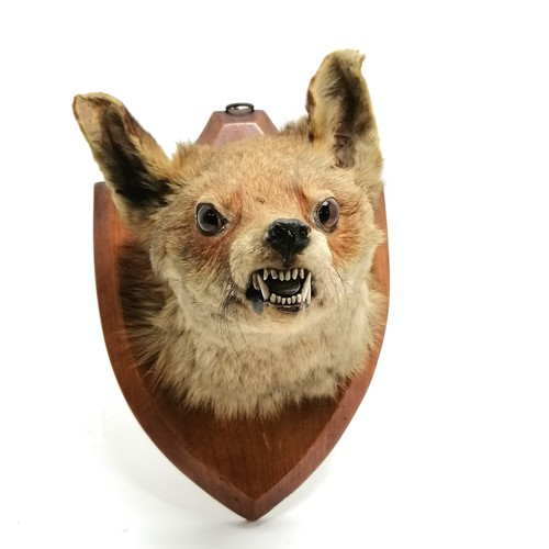 16 - Vintage taxidermy fox mask mounted on an oak shield plaque - 28cm high x 20cm wide & no obvious dama... 