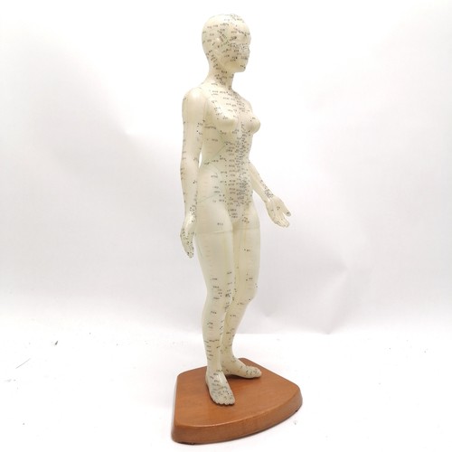 88 - Medical model showing Acupuncture points 48cm high- in good used condition