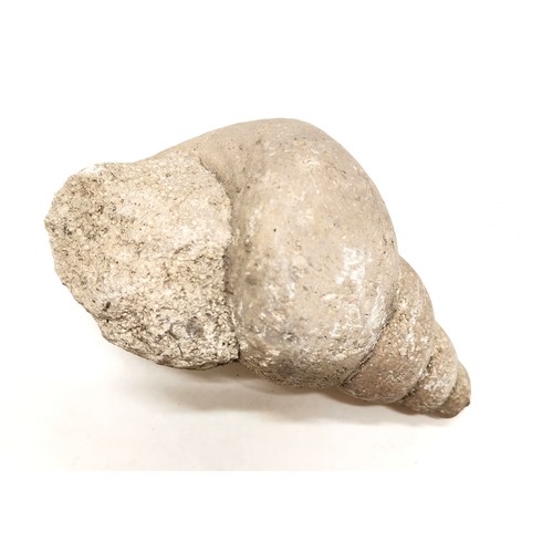 462 - Qty of fossils, rock samples, shells inc fish & shell fossil, quartz sample etc