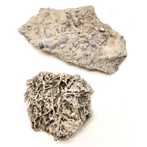 462 - Qty of fossils, rock samples, shells inc fish & shell fossil, quartz sample etc