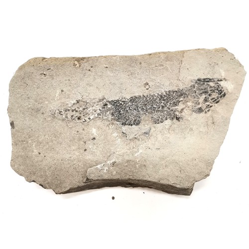 462 - Qty of fossils, rock samples, shells inc fish & shell fossil, quartz sample etc