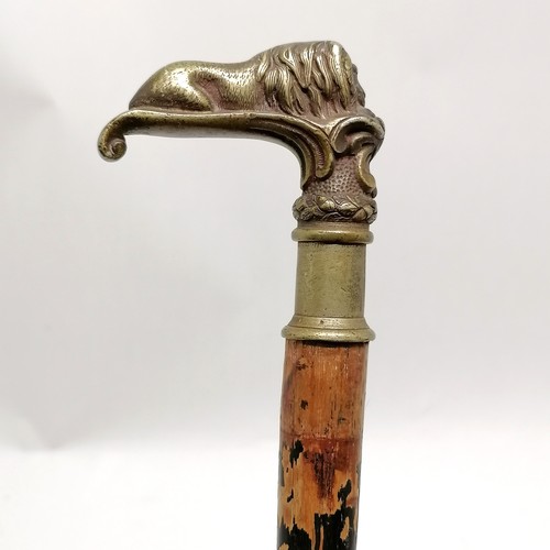 24 - Antique ebonised walking cane with bronze handle depicting a recumbent lion 84cm long- losses to the... 