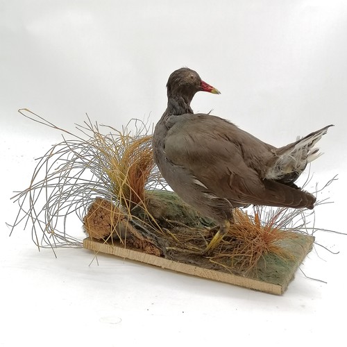 15 - Taxidermied moorhen on natural habitat display base - 22cm high x 23 cm across