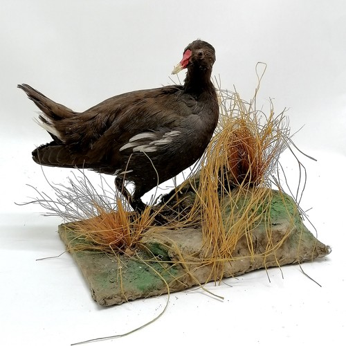 15 - Taxidermied moorhen on natural habitat display base - 22cm high x 23 cm across