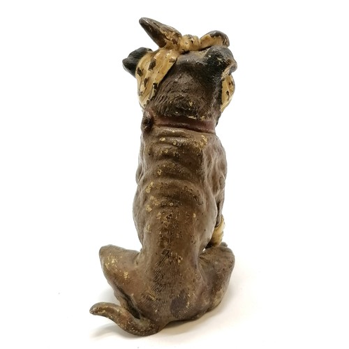 3 - Antique Vienna cold painted bronze figure of a bulldog with bandaged head & leg - 8.5cm high and sli... 