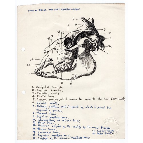 48 - Robert Oscar Lenkiewicz (1941–2002) original pen sketch of an ox skull (left lateral aspect) with an... 