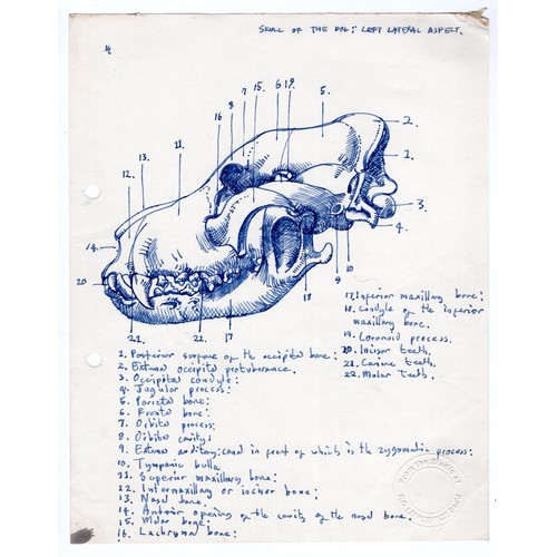 49 - Robert Oscar Lenkiewicz (1941–2002) original pen sketch of a dog skull (left lateral aspect) with an... 