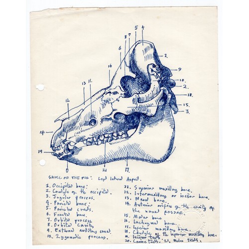 50 - Robert Oscar Lenkiewicz (1941–2002) original pen sketch of a pig skull (left lateral aspect) with an... 