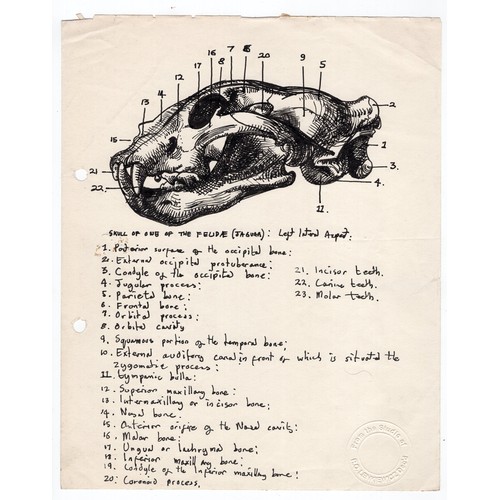 51 - Robert Oscar Lenkiewicz (1941–2002) original pen sketch of a Felidae (jaguar) skull (left lateral as... 