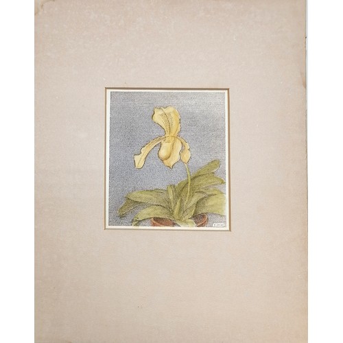 85 - Tatsuo Miki (b.1904) hand signed engraving with water colour detail of a yellow flower in a pot - mo... 