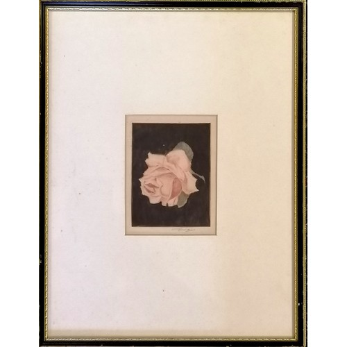 86 - Tatsuo Miki (b.1904) hand signed etching of a pink rose - frame 40cm x 30.5cm