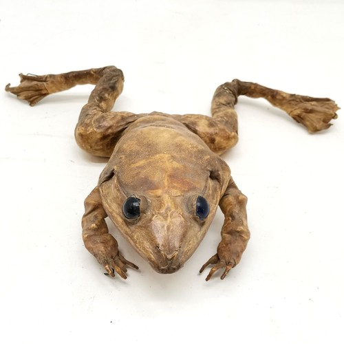 246 - Large Taxidermy Toad with blue marble glass eyes, 36 cm wide, 27 cm length.