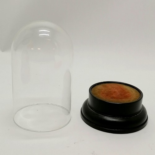 359 - Glass dome on an antique eboinsed turned wooden base - 22cm high