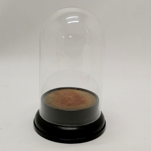 359 - Glass dome on an antique eboinsed turned wooden base - 22cm high