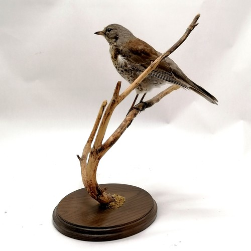 6 - Taxidermy study of a fieldfare on a branch - 36cm high