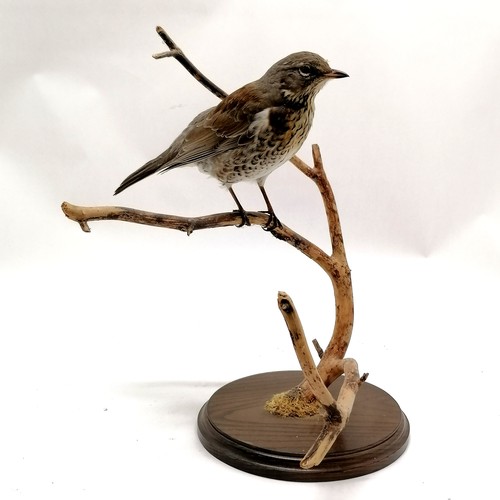 6 - Taxidermy study of a fieldfare on a branch - 36cm high