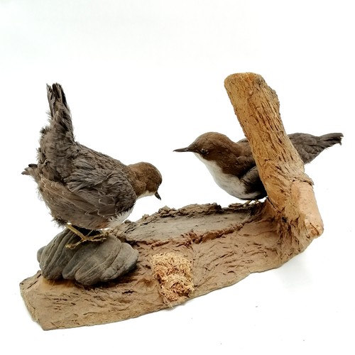 7 - Taxidermy study of a pair of dippers on natural tree wood base - 18cm high x 30cm across