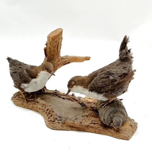 7 - Taxidermy study of a pair of dippers on natural tree wood base - 18cm high x 30cm across