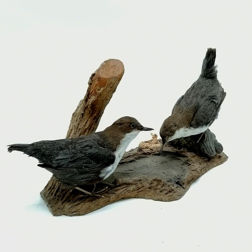 7 - Taxidermy study of a pair of dippers on natural tree wood base - 18cm high x 30cm across