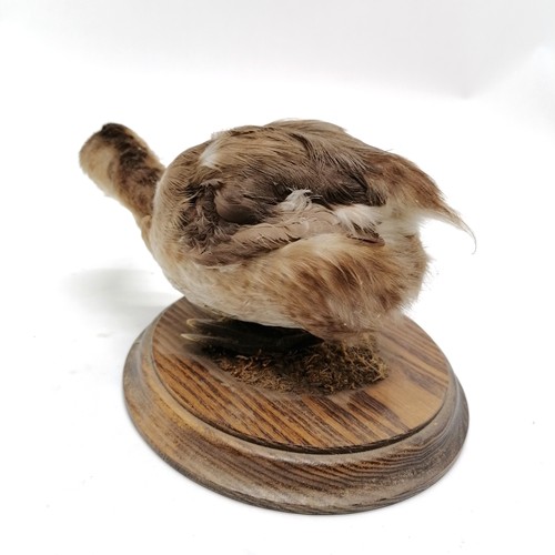 8 - Taxidermy study of a dabchick on a turned wooden base - 12cm high