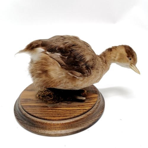 8 - Taxidermy study of a dabchick on a turned wooden base - 12cm high