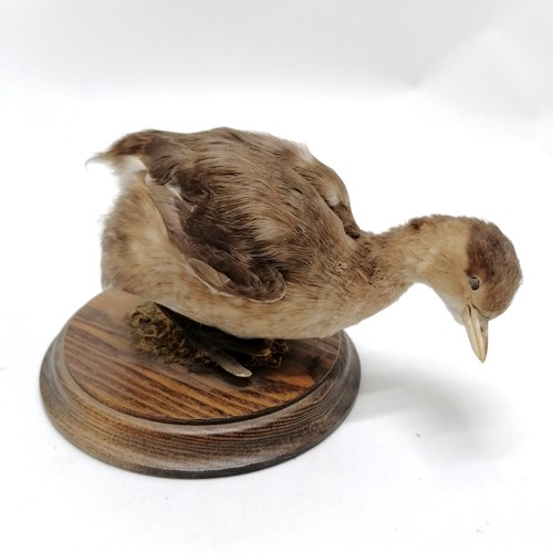 8 - Taxidermy study of a dabchick on a turned wooden base - 12cm high