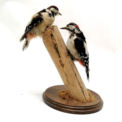 9 - Taxidermy study of a pair of greater spotted woodpeckers on a natural wood post - 30cm high