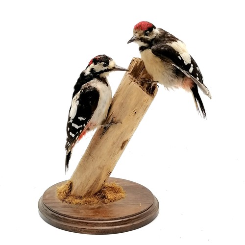 9 - Taxidermy study of a pair of greater spotted woodpeckers on a natural wood post - 30cm high