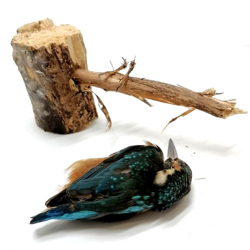 10 - Taxidermy study of an immature kingfisher on a branch - 10cm high ~ body detached