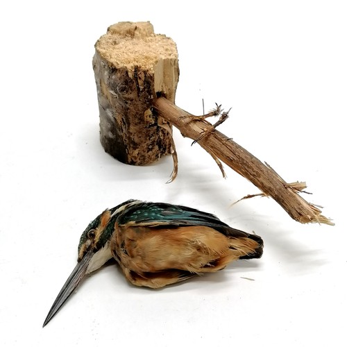 10 - Taxidermy study of an immature kingfisher on a branch - 10cm high ~ body detached