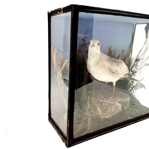 11 - Antique cased taxidermy seagull 50cm x 46cm x 20cm deep has part label to back and the case is A/F