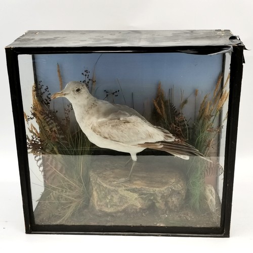 11 - Antique cased taxidermy seagull 50cm x 46cm x 20cm deep has part label to back and the case is A/F