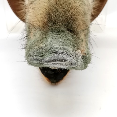 13 - Antique oak shield mounted boars head. Shield measures 36cm x 40cm. Overall good condition.