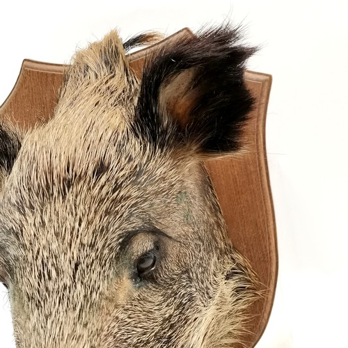 13 - Antique oak shield mounted boars head. Shield measures 36cm x 40cm. Overall good condition.