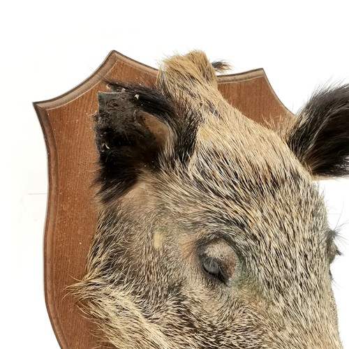 13 - Antique oak shield mounted boars head. Shield measures 36cm x 40cm. Overall good condition.