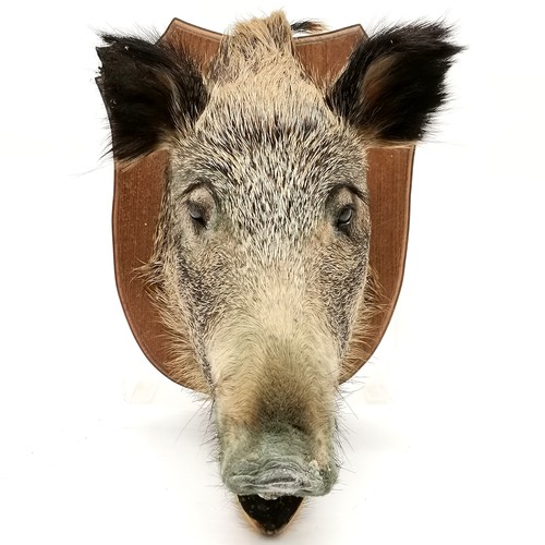 13 - Antique oak shield mounted boars head. Shield measures 36cm x 40cm. Overall good condition.