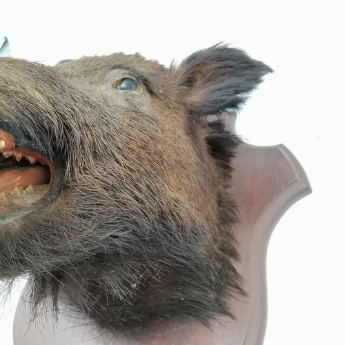 14 - Antique oak shield mounted brown boars head. Shield measures 56cm x 44cm. In good condition.