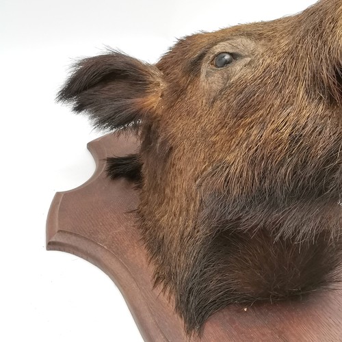 14 - Antique oak shield mounted brown boars head. Shield measures 56cm x 44cm. In good condition.