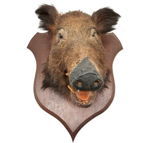 14 - Antique oak shield mounted brown boars head. Shield measures 56cm x 44cm. In good condition.