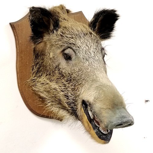 13 - Antique oak shield mounted boars head. Shield measures 36cm x 40cm. Overall good condition.