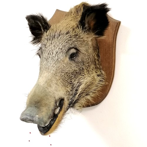 13 - Antique oak shield mounted boars head. Shield measures 36cm x 40cm. Overall good condition.