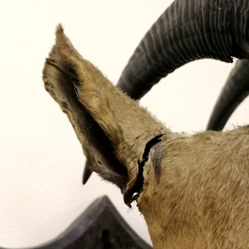 184 - Van Ingen 1899 dated taxidermied pair of trophy heads on wooden shields - 42cm drop & both have obvi... 