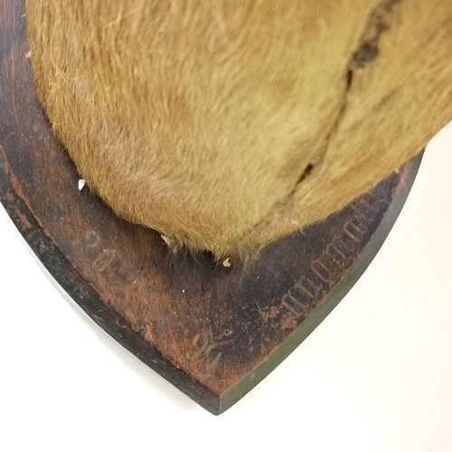 184 - Van Ingen 1899 dated taxidermied pair of trophy heads on wooden shields - 42cm drop & both have obvi... 