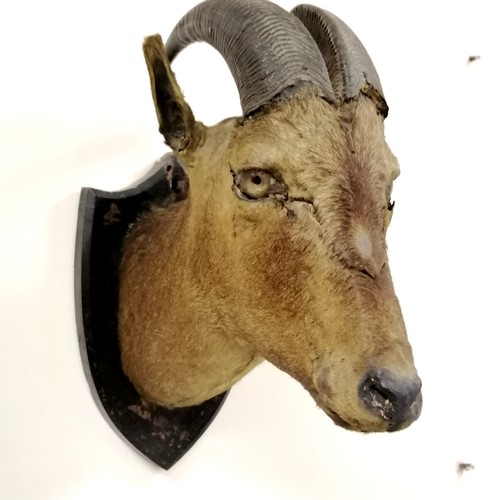 184 - Van Ingen 1899 dated taxidermied pair of trophy heads on wooden shields - 42cm drop & both have obvi... 