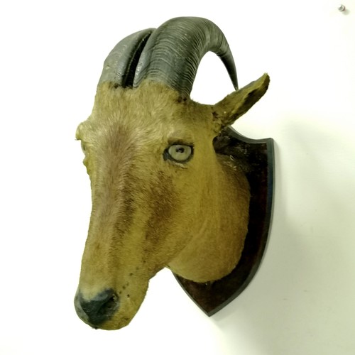 184 - Van Ingen 1899 dated taxidermied pair of trophy heads on wooden shields - 42cm drop & both have obvi... 