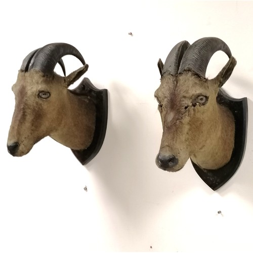 184 - Van Ingen 1899 dated taxidermied pair of trophy heads on wooden shields - 42cm drop & both have obvi... 