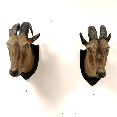 184 - Van Ingen 1899 dated taxidermied pair of trophy heads on wooden shields - 42cm drop & both have obvi... 