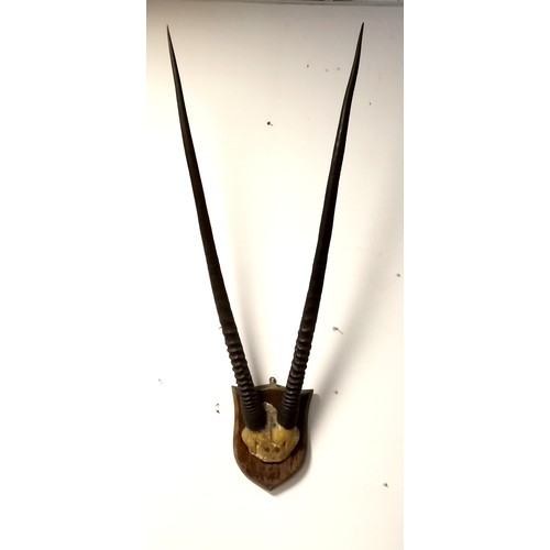 Lot 253       