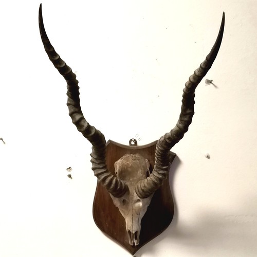 Lot 254       