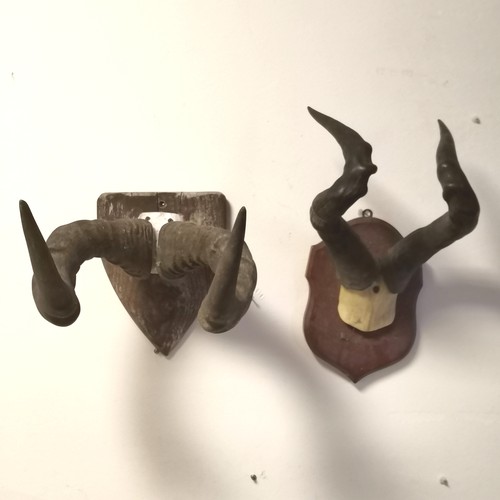 Lot 255       